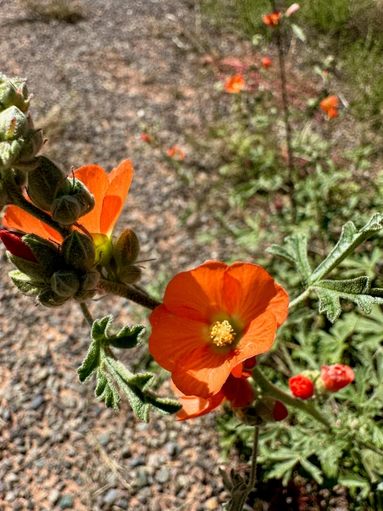 an orange flower on the ground in front of some plants