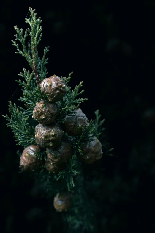 a cluster of pine cones are seen growing on the top of a tree