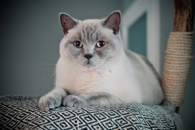 a cat is laying down on a chair looking off to the side