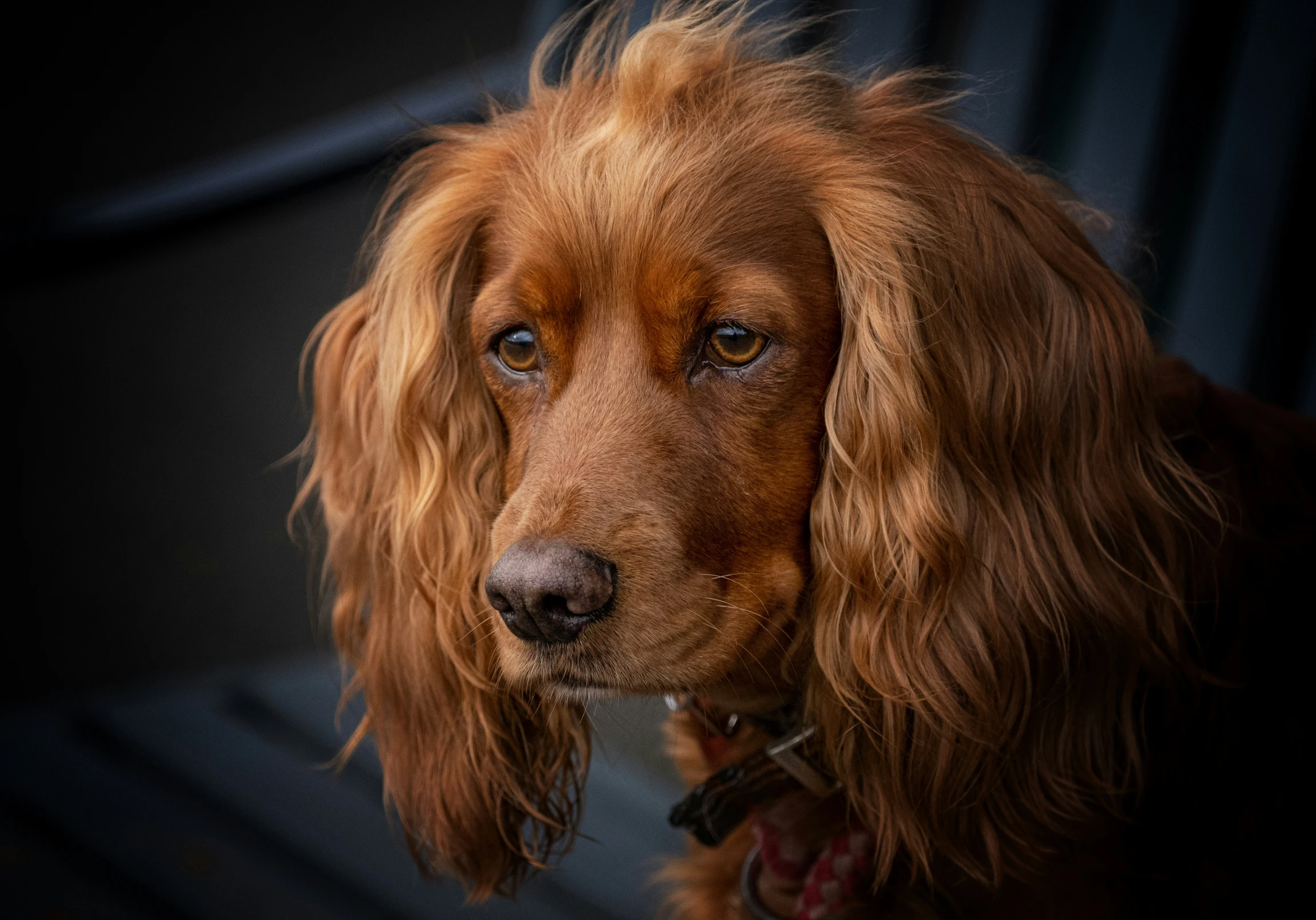 a close up of a brown dog near a fence