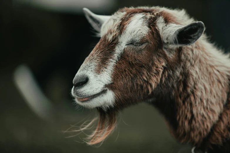 a small goat with long hair standing in the grass