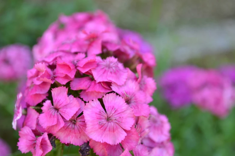 pink flowers in bloom in a garden area