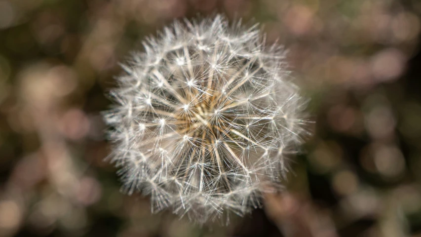 the dandelion has many seeds still on it