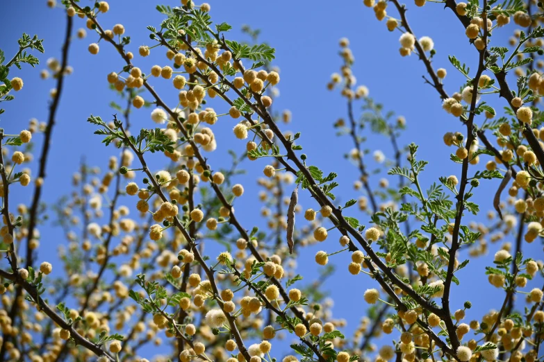 some nches with small yellow flowers and one blue sky