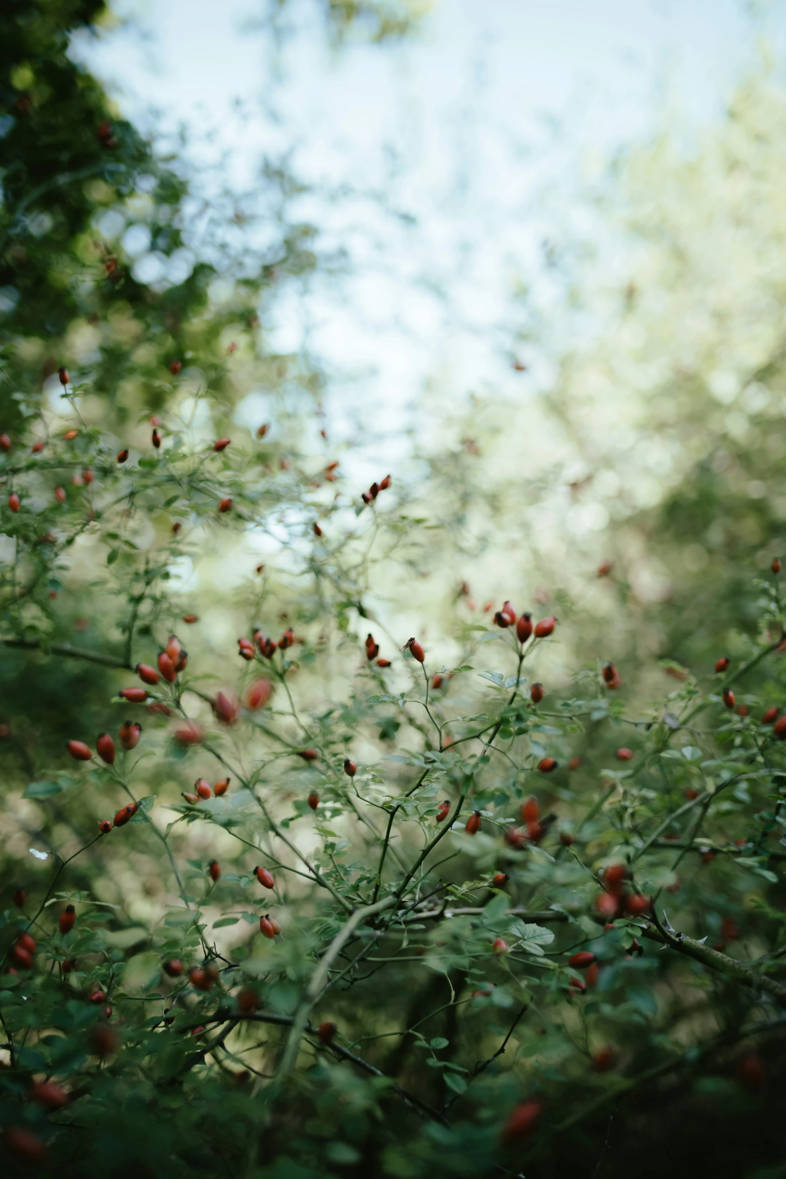 berries growing on the nches of trees with sunlight