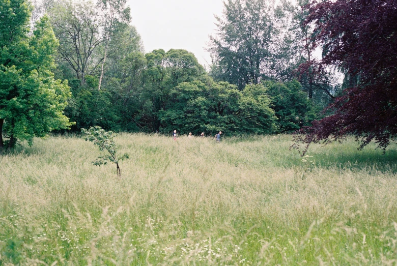 people walking in a field of grass and trees