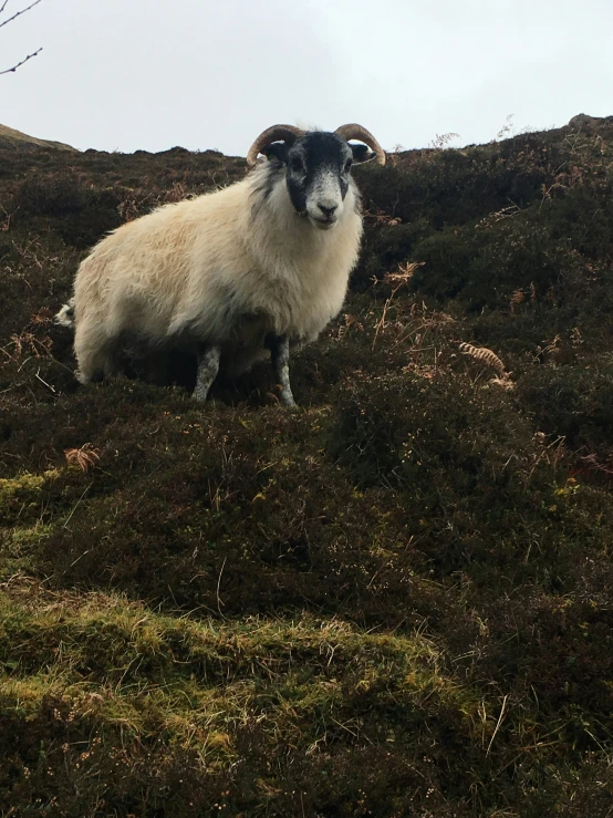 a ram standing on top of a green hill