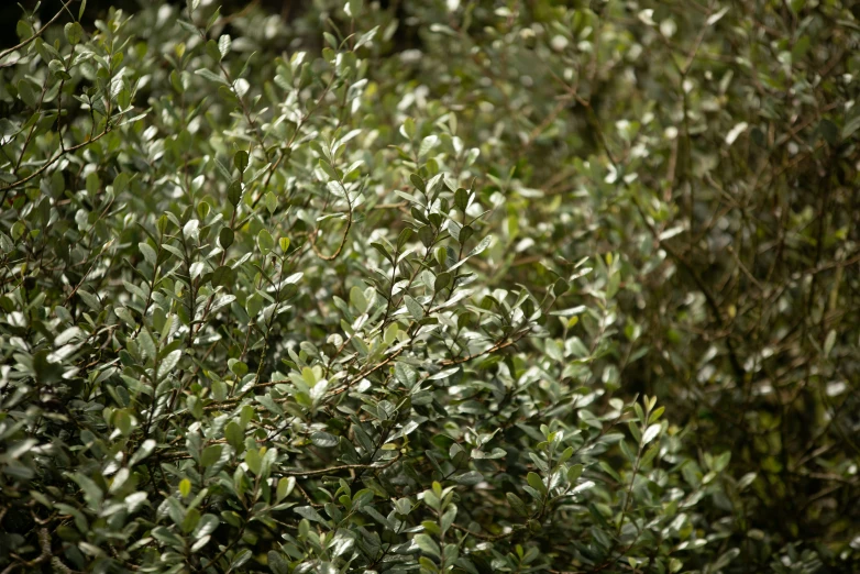 this is a bush with green leaves