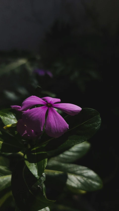 the closeup picture of a purple flower is slightly blurred