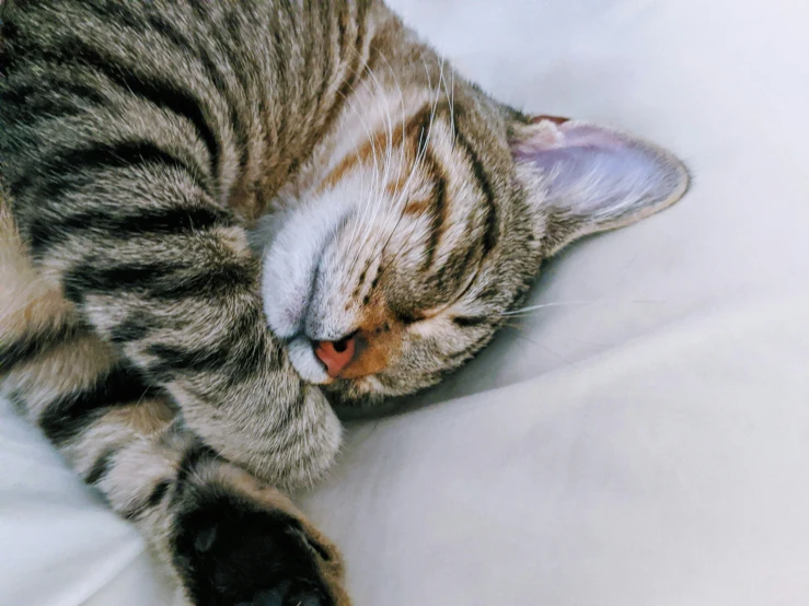 a gray cat with black and white markings rests on a blanket