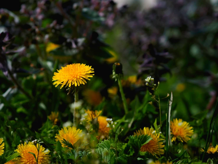 the flowers are in bloom near other plants