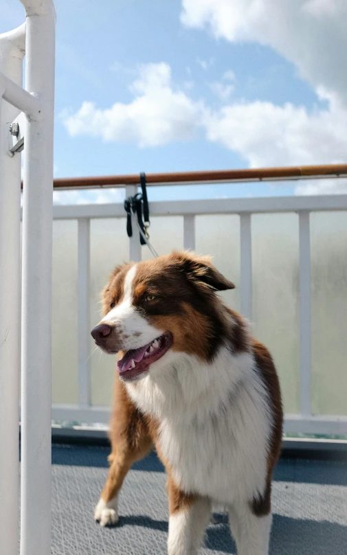 a large brown and white dog is on the deck