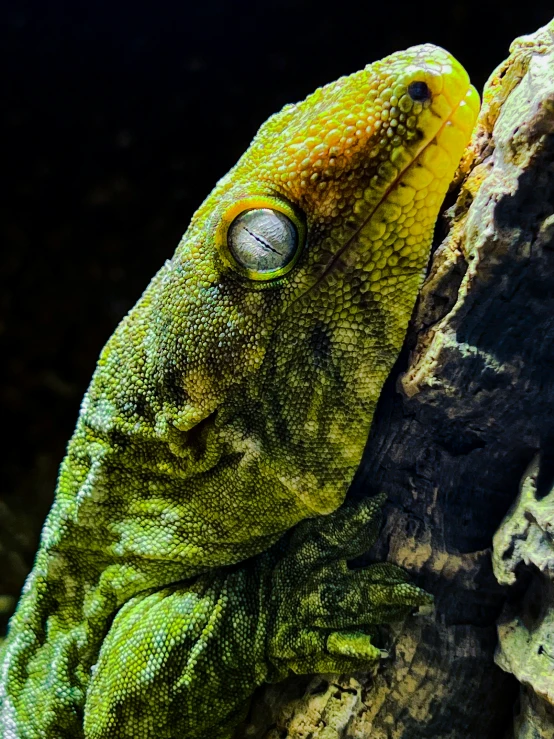a green and yellow lizard with its head up on a rock