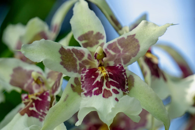 an orchid with lots of purple spots on it