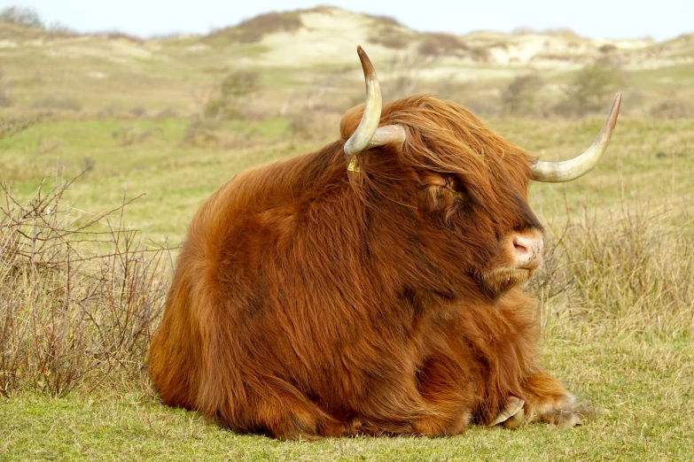 a close up of an animal in a field of grass