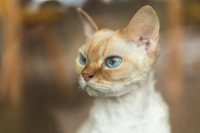 a little blue eyed kitten is seen through a glass door