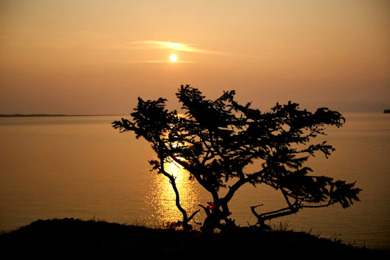 there is a tree in the foreground with sun shining behind it