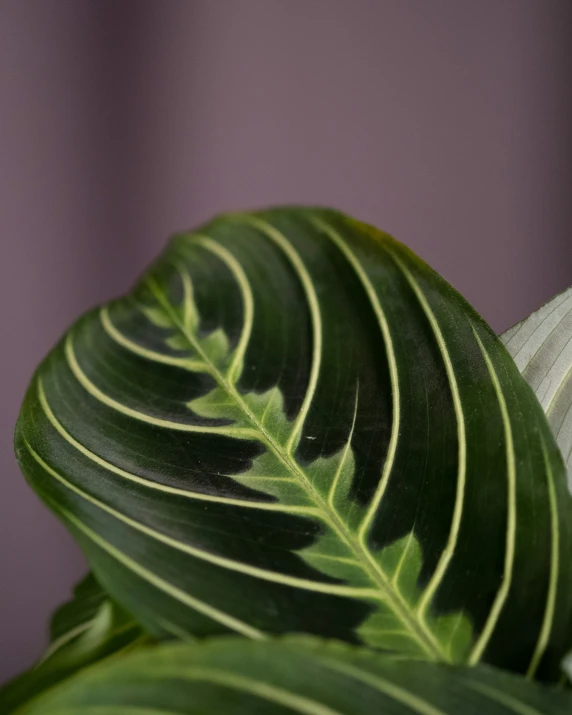 close up of a green leaf in front of a purple background