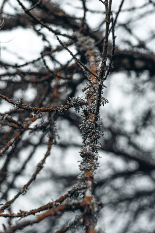 a close up of a tree in the snow