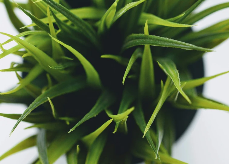 grass in a pot looking up from the top