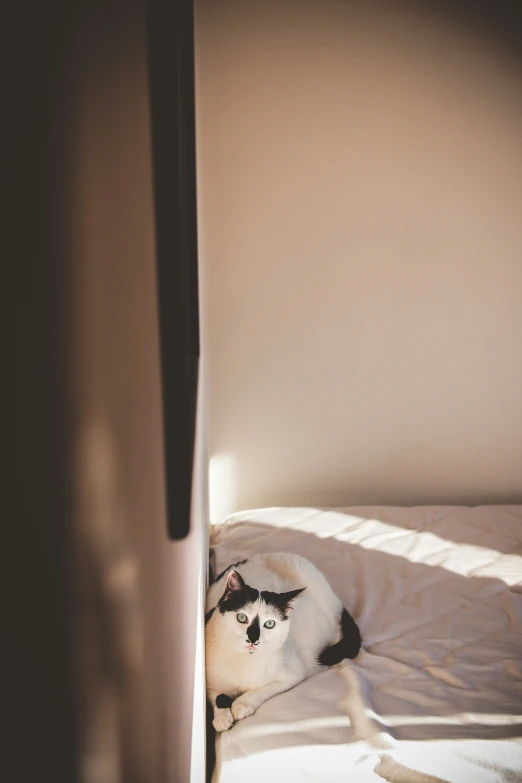 a small cat is curled up on a bed