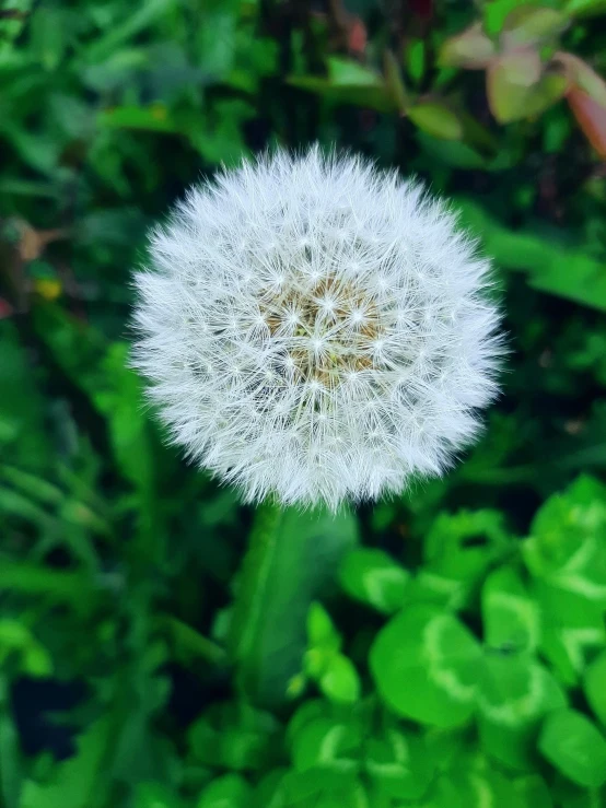 a single white dandelion sitting in a lush green field