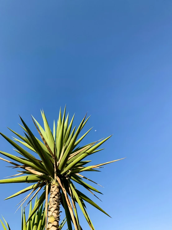 a palm tree under a bright blue sky