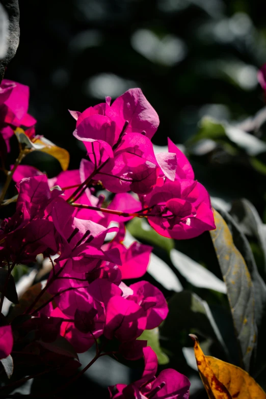 a bush with purple flowers that are not blooming