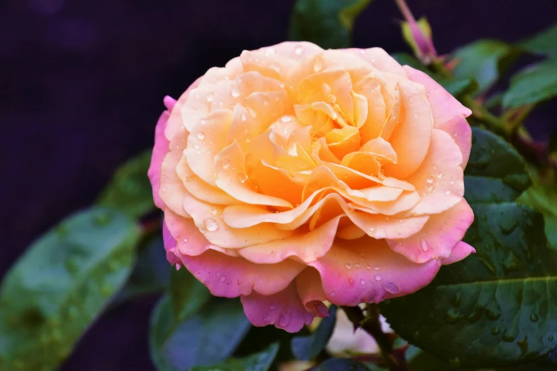 a pink rose with rain drops on it