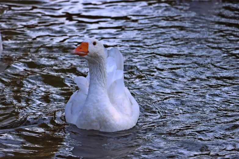 a duck in a body of water that is almost submerged