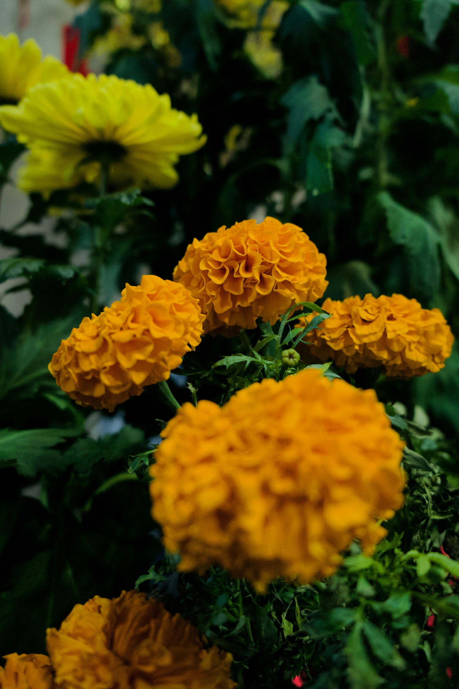 many yellow and red flowers are shown in the po