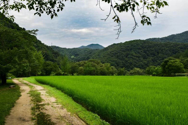 an empty road through the green grass in a forest