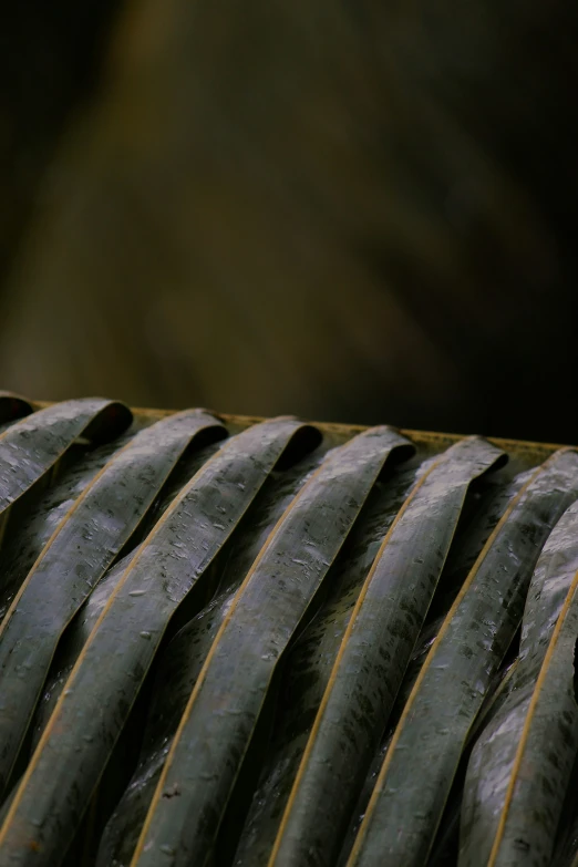 a close up po of some type of wavy plant material