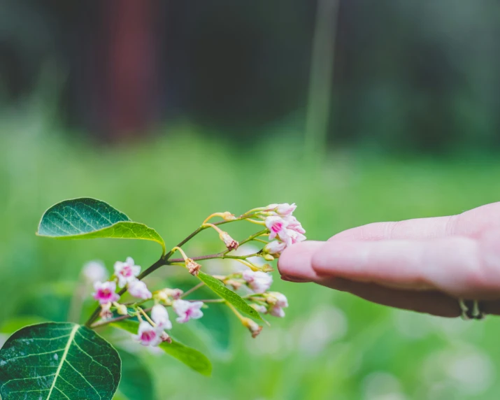 someone holding out their finger towards a flower