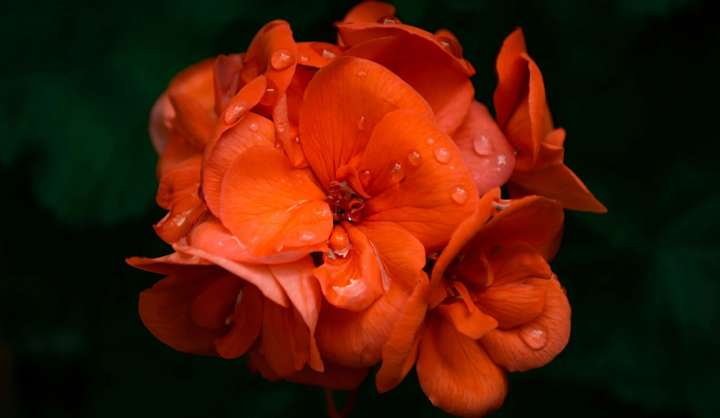 an orange flower with droplets of water on it