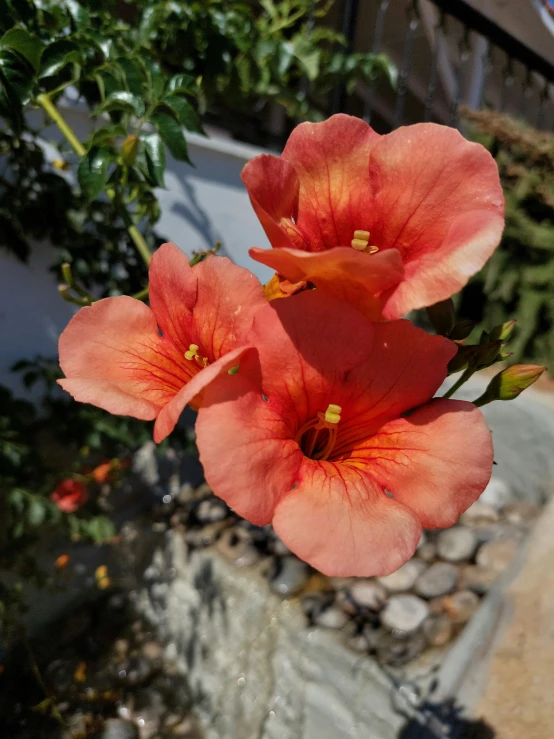 a picture of some red flowers in the sun