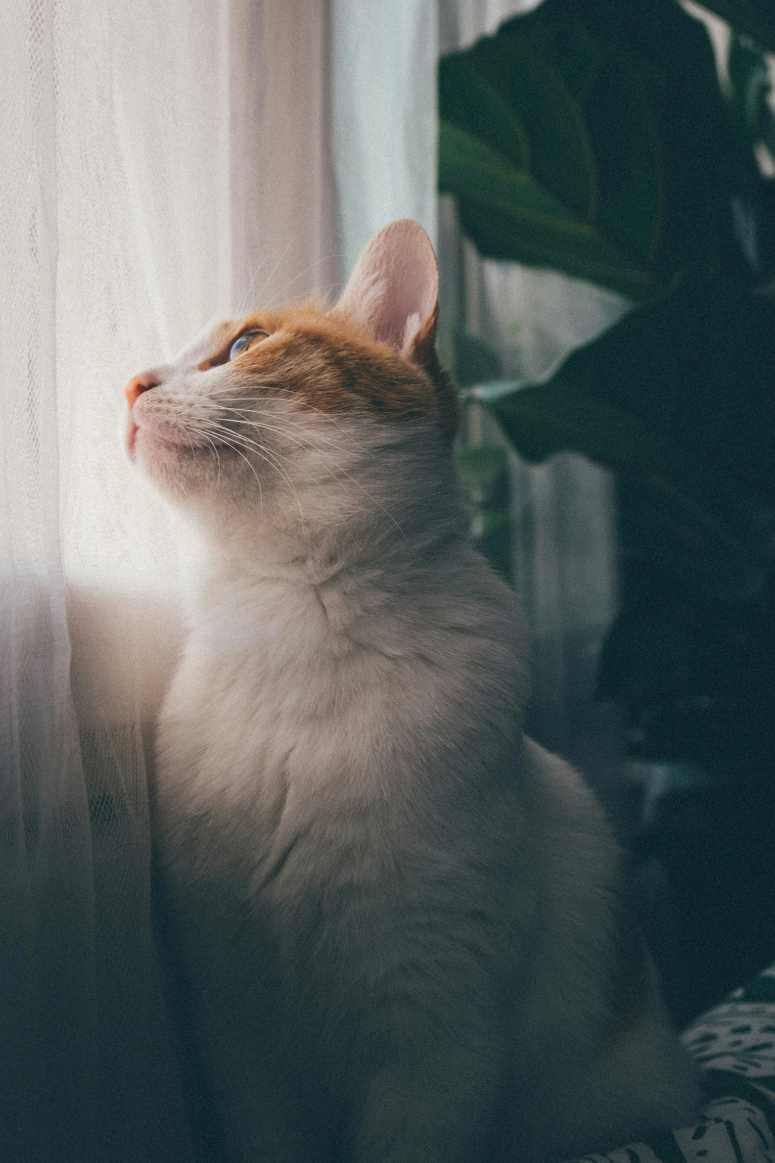 a cat is sitting by a window and staring outside