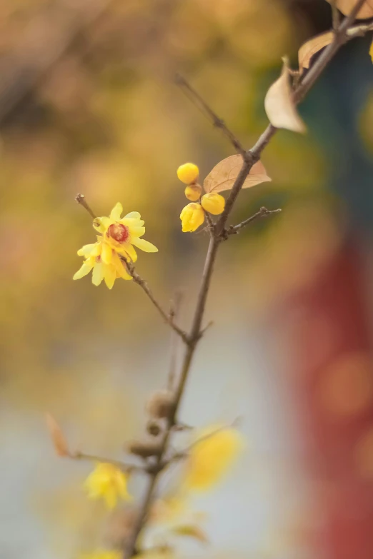 small yellow flowers growing up against a multi colored background