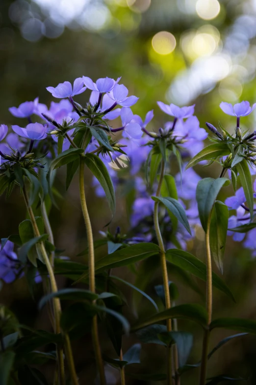 a group of purple flowers with long stems