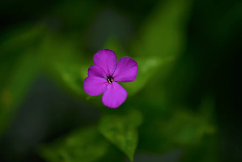 a close up po of a pink flower in the dark