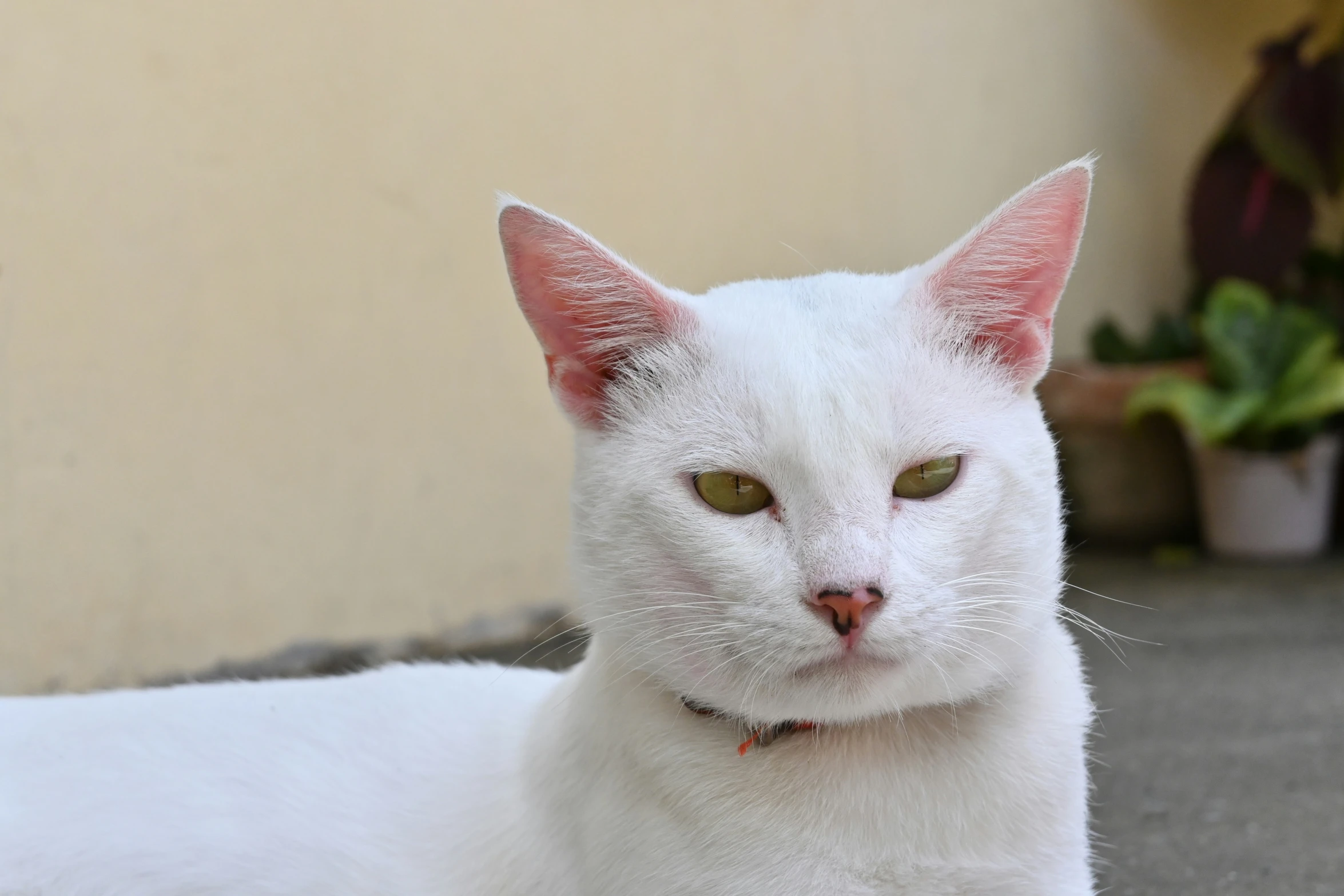 a white cat with green eyes sitting on the floor