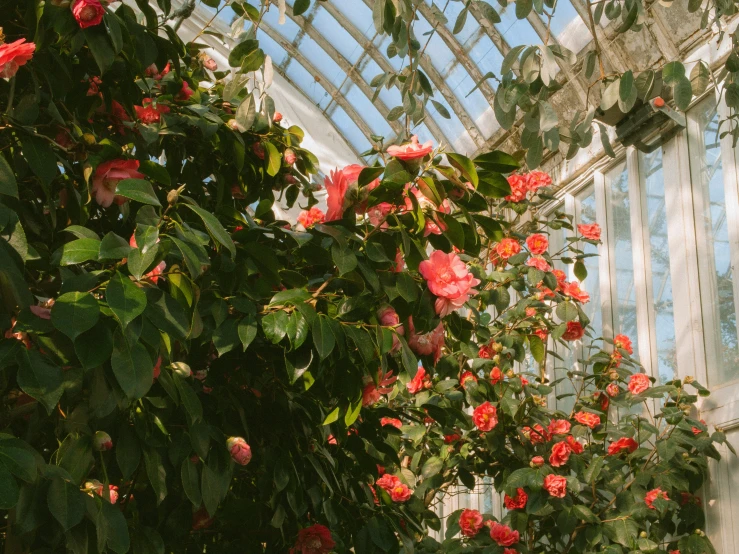 a greenhouse with flowering plants and the ceiling is lit up