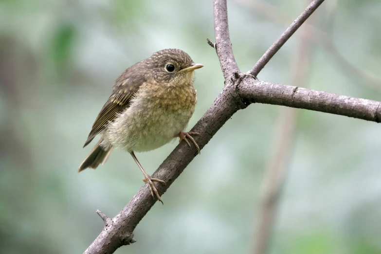 a small bird is sitting on a nch