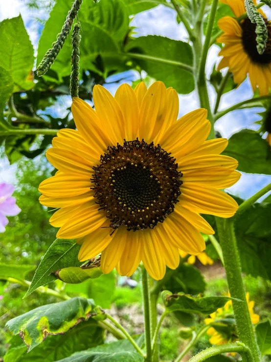 a large sunflower with many leaves is in the foreground