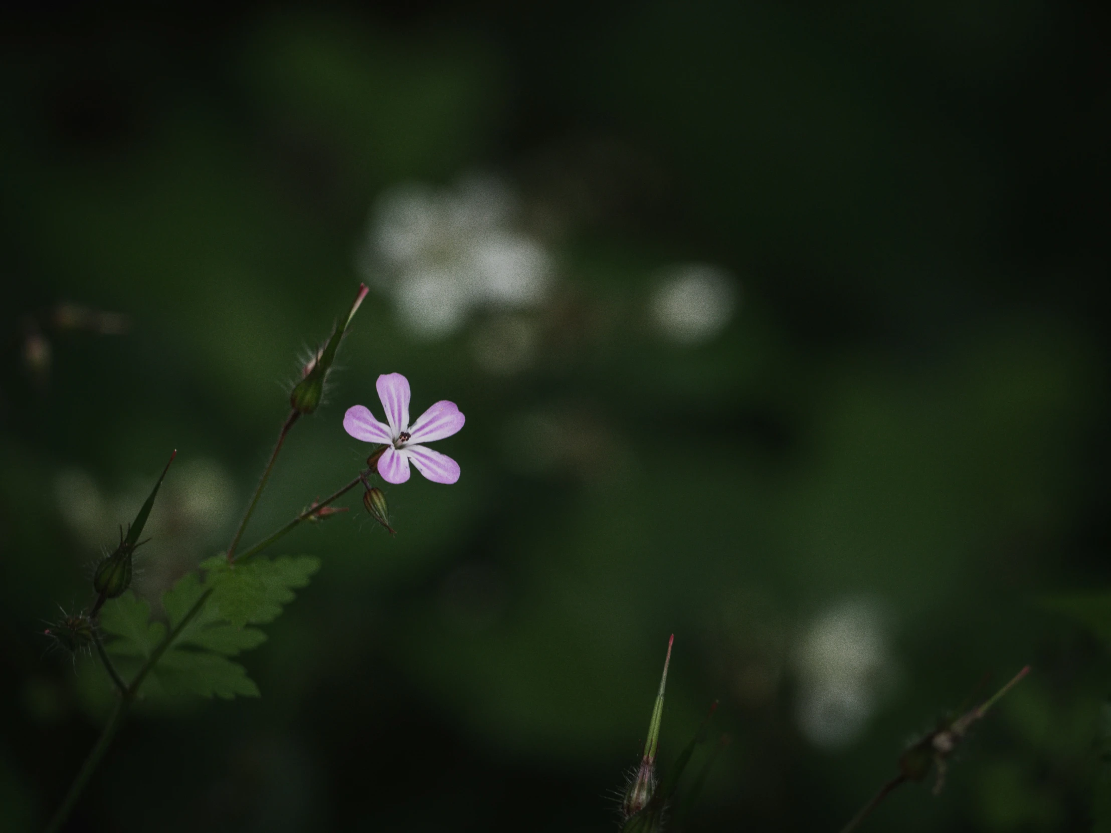 a small purple flower sitting on top of a leaf