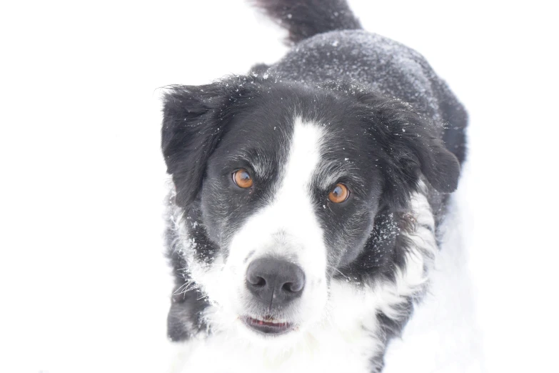 a black and white dog with brown eyes is in the snow