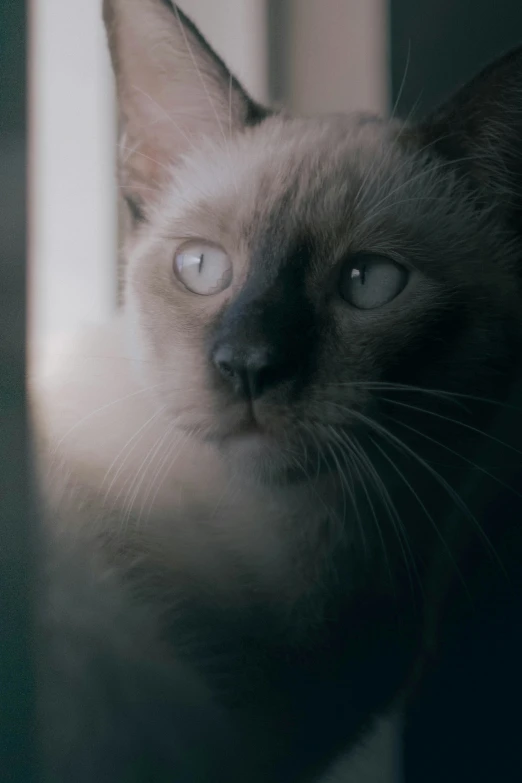 a siamese cat looking out a window while it looks on