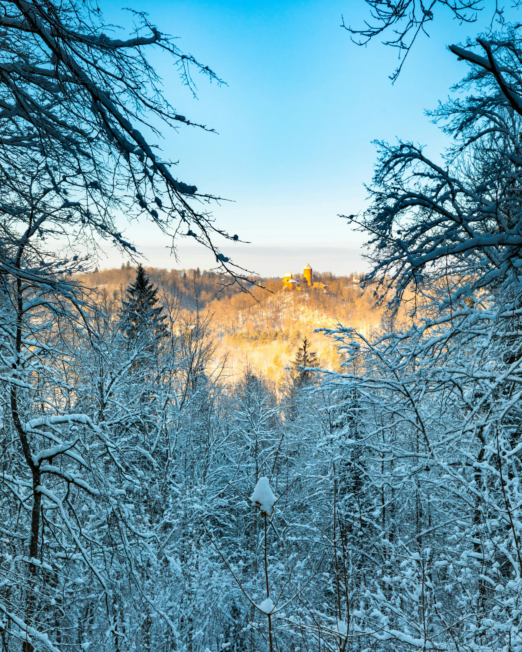 a snowy view of a forest with many trees