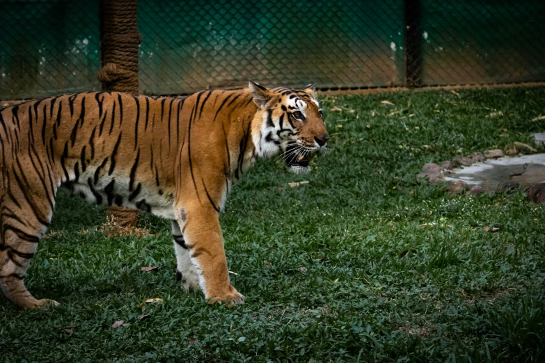 a large tiger standing in the grass with its mouth open