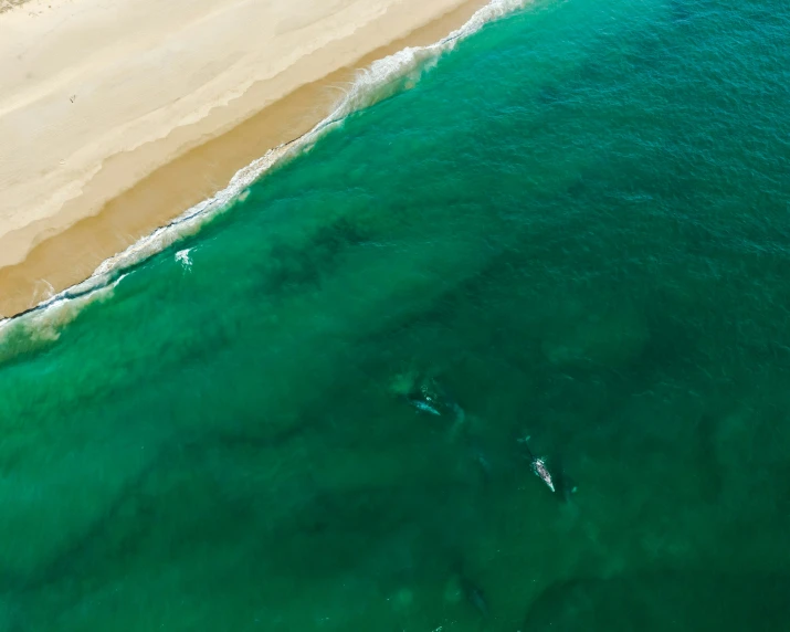 an aerial view shows two surfers in the ocean